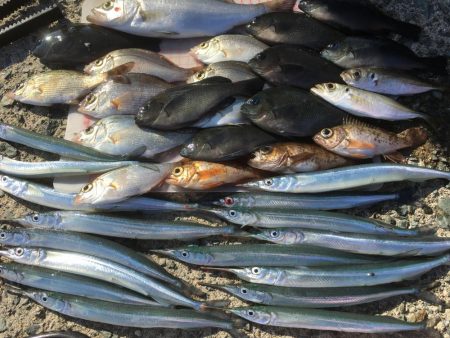 オオアジ狙いはボウズ・・日の出後サヨリメインで釣り＾＾